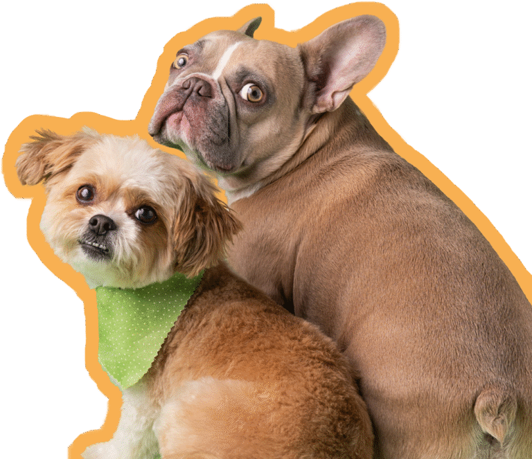 Perritos