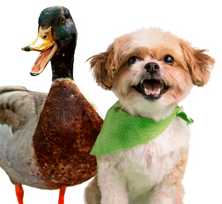 Animales