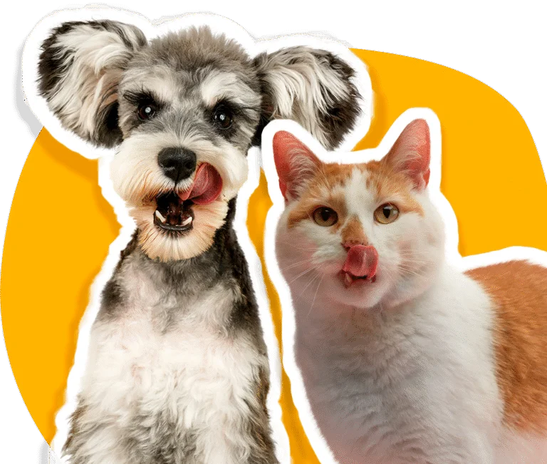 Animales
