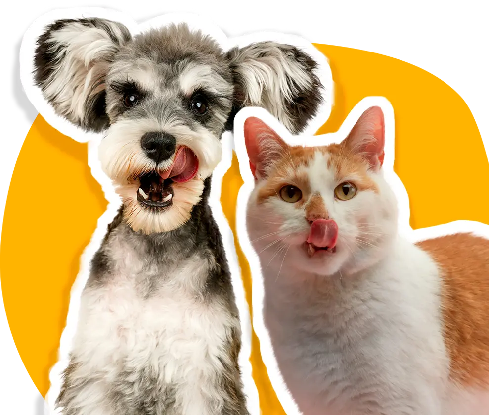 Animales