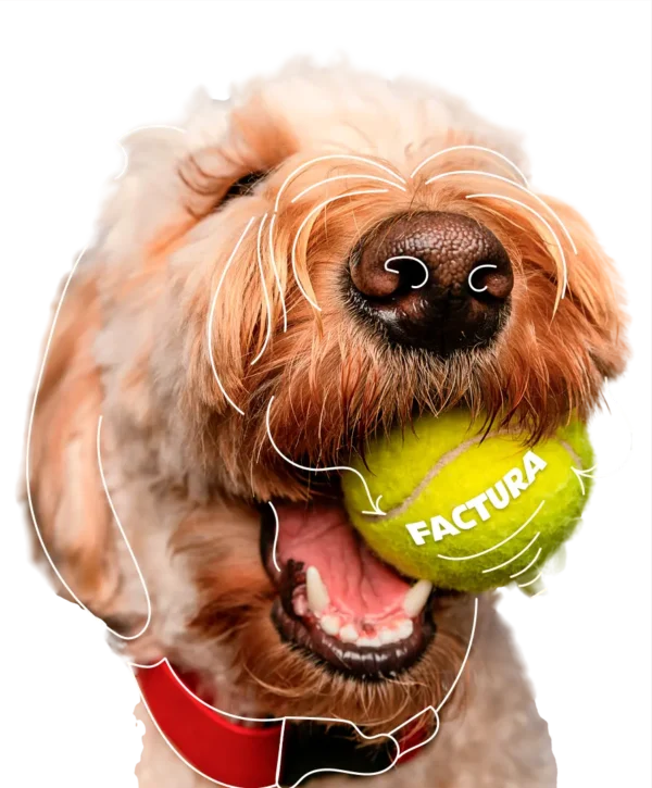 PERRO