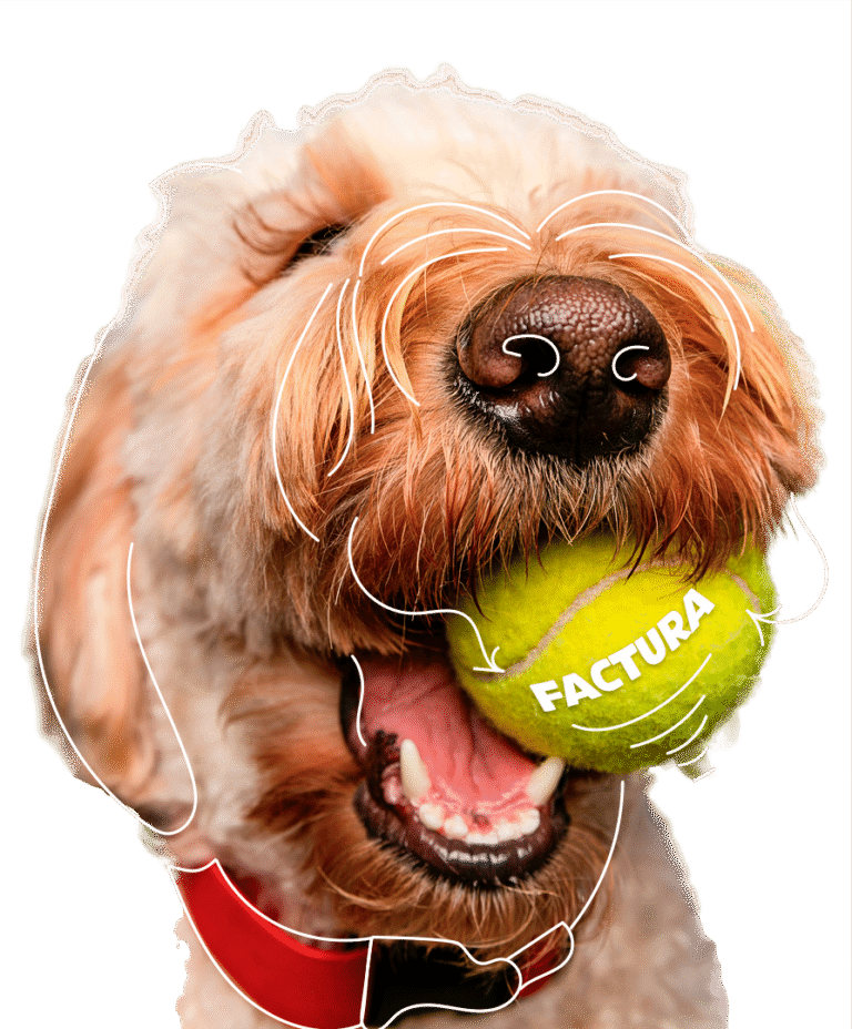PERRO