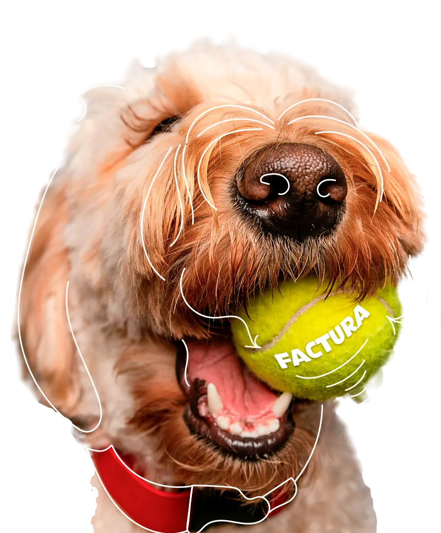 PERRO