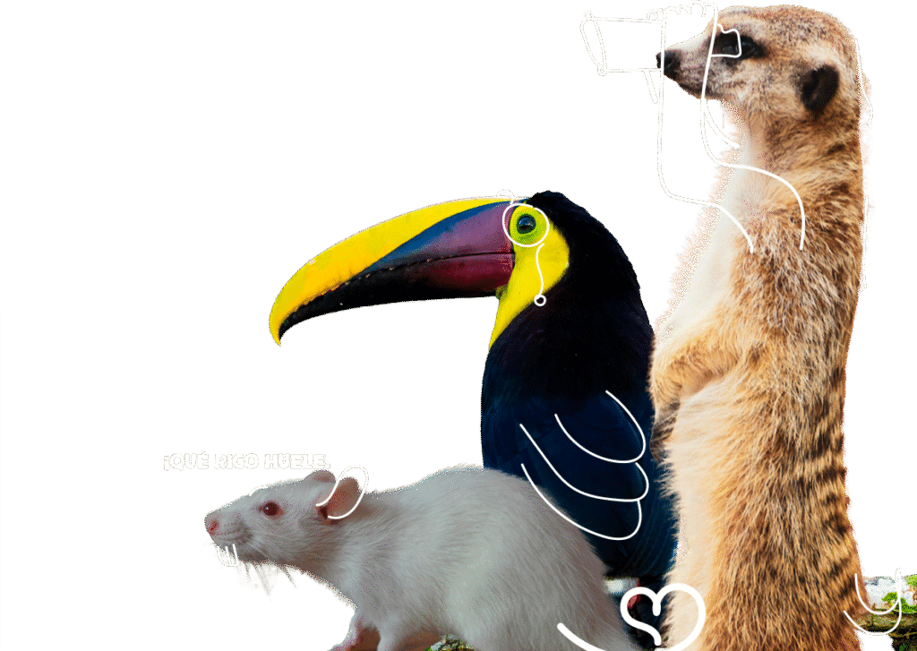 animales