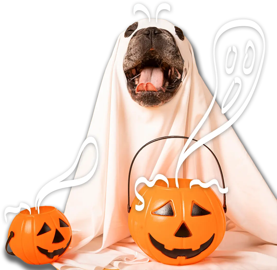 perro