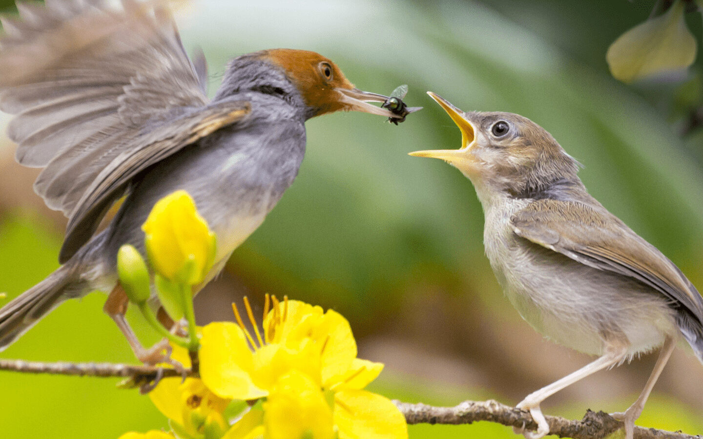 Aves y sus Crias Nutricion Animal