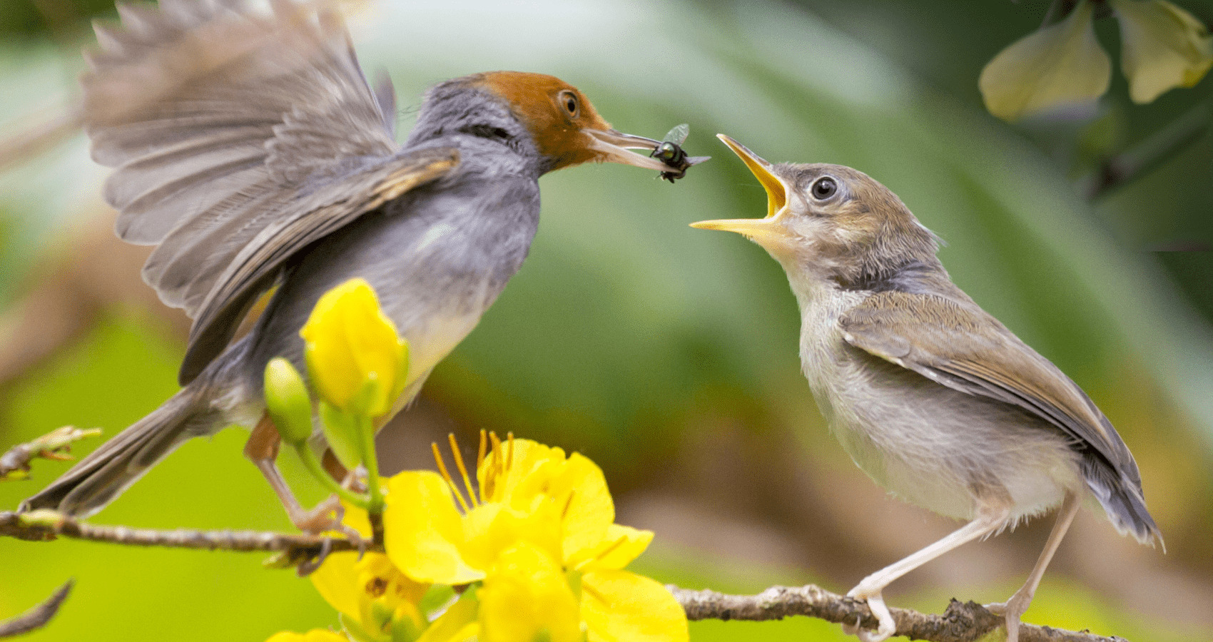 Aves y sus Crias Nutricion Animal