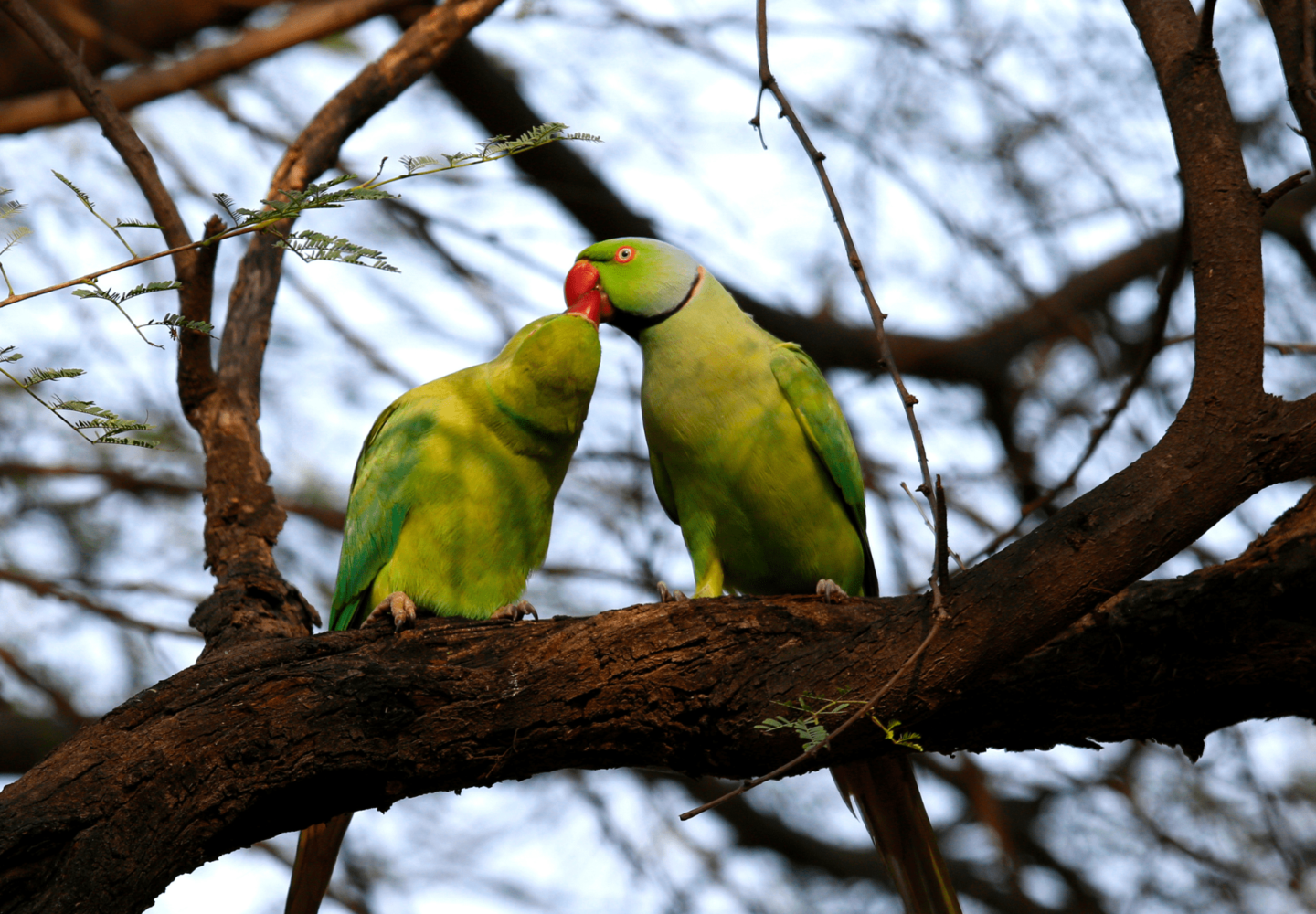 Blog Periquitos del amor (1)