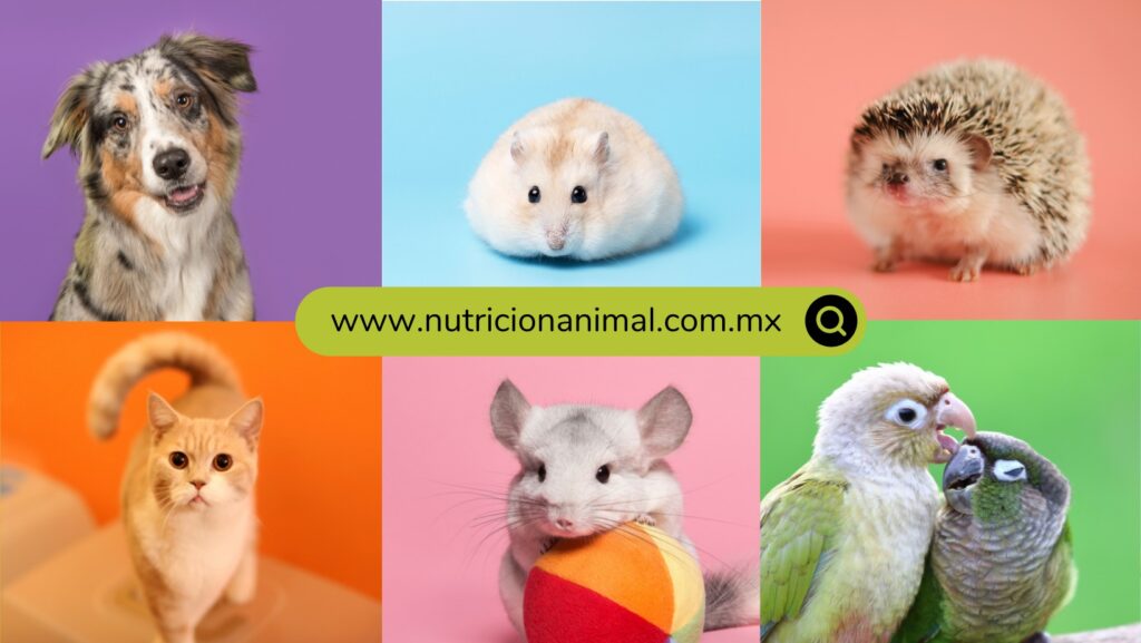 nutricion-animal-pago pendiente-productos de calidad-mascotas-animales exóticos