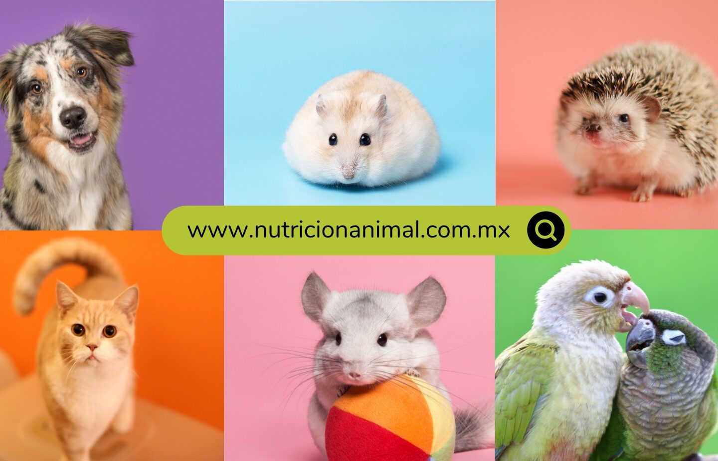 nutricion-animal-pago pendiente-productos de calidad-mascotas-animales exóticos