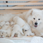 Los Primeros 100 Días: Guía para Criadores sobre la Nutrición de Cachorros con Pro Plan