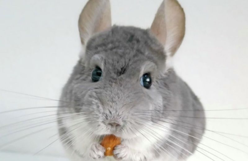 Consideraciones antes de adoptar chinchilla