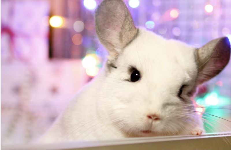 Curiosidades de las chinchillas