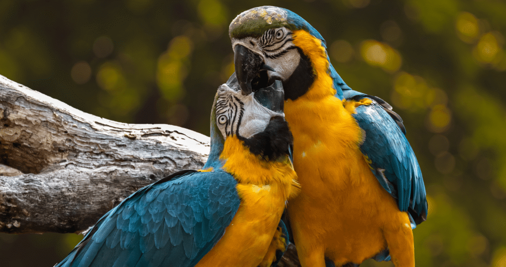 Aves alimentación