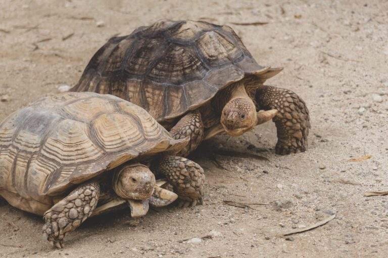 Blog tortugas 2