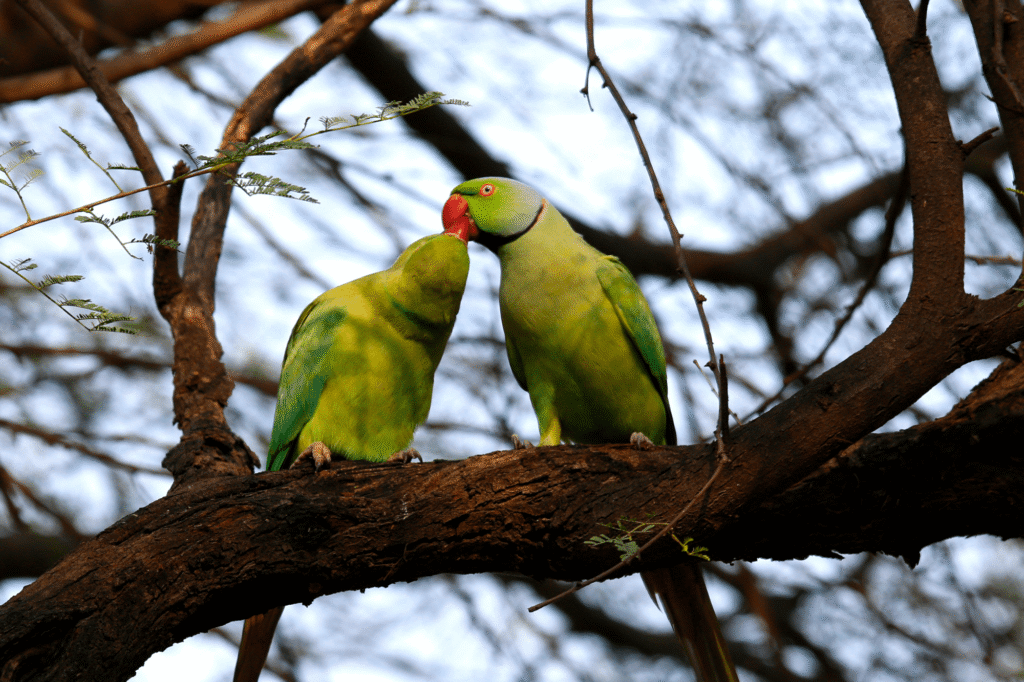 Blog Periquitos del amor (1)