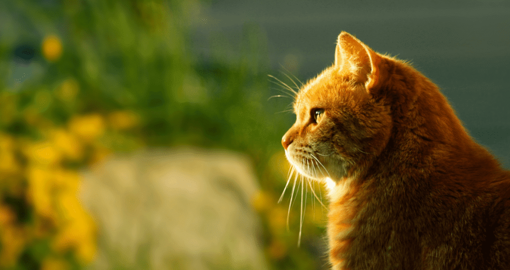 Blog gato (1)