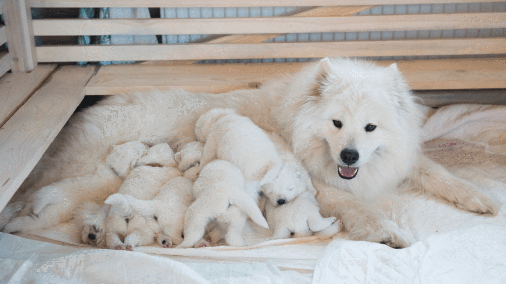 Blog para Criadores Nutricion Animal