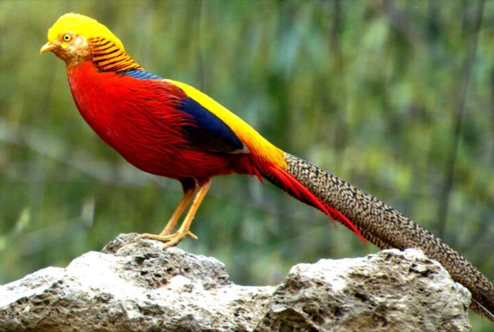 Aves cromáticas: Los Faisanes