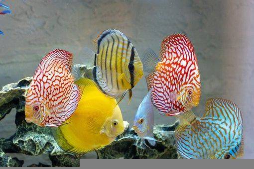 Ciclidos: Pez Disco (Symphysodon Discus).
