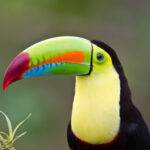 Aves sensibles al Hierro: Tucanes