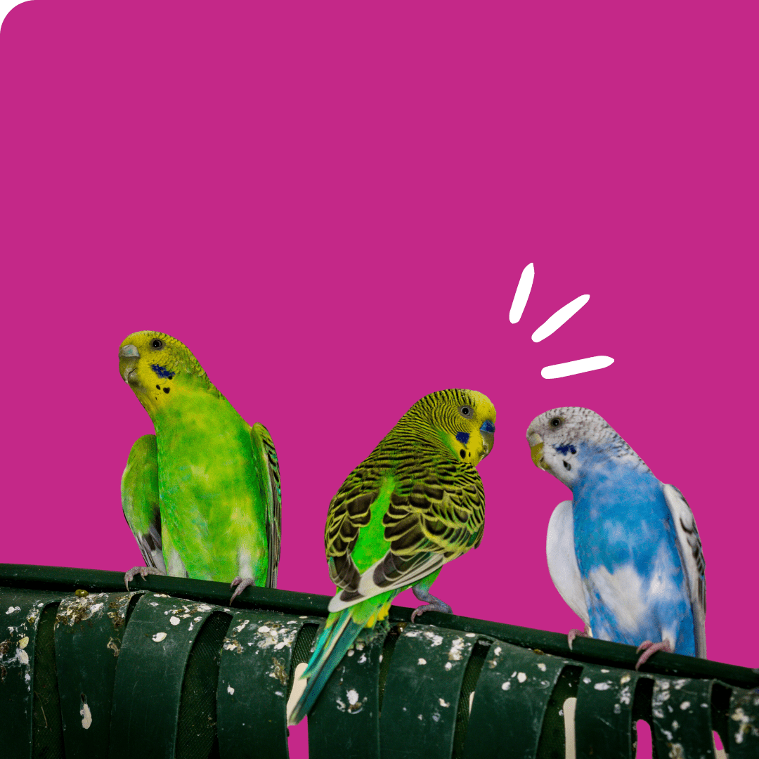 alimento-para-aves-nutrición-animal